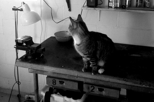 En katt i experimentverkstaden