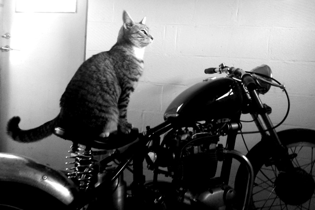 En katt som heter Pär Lagerkvist sitter inne i garaget på en gammal traja och väntar på att det ska bli vår.